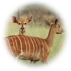 Nyala